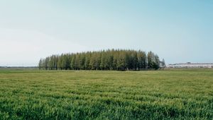 Превью обои поле, деревья, трава, пейзаж, зеленый