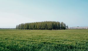Превью обои поле, деревья, трава, пейзаж, зеленый