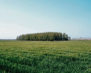 Превью обои поле, деревья, трава, пейзаж, зеленый