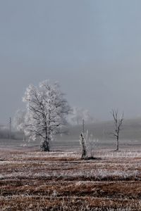 Превью обои поле, деревья, зима, мороз, пейзаж