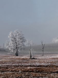 Превью обои поле, деревья, зима, мороз, пейзаж