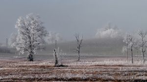 Превью обои поле, деревья, зима, мороз, пейзаж