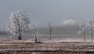 Превью обои поле, деревья, зима, мороз, пейзаж