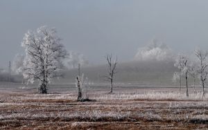 Превью обои поле, деревья, зима, мороз, пейзаж