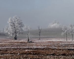 Превью обои поле, деревья, зима, мороз, пейзаж