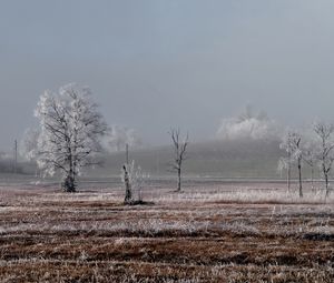 Превью обои поле, деревья, зима, мороз, пейзаж