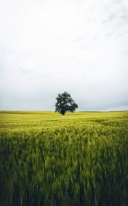 Превью обои поле, дерево, одинокий, пейзаж, природа