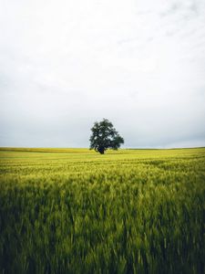 Превью обои поле, дерево, одинокий, пейзаж, природа