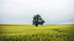 Превью обои поле, дерево, одинокий, пейзаж, природа