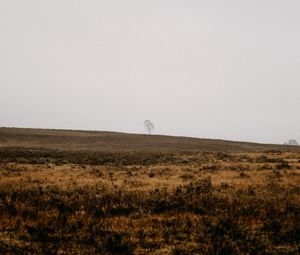 Превью обои поле, дерево, одинокий, природа