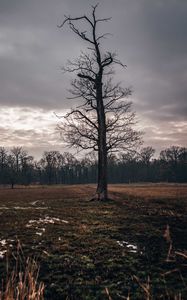 Превью обои поле, дерево, осень, пасмурно, сумерки