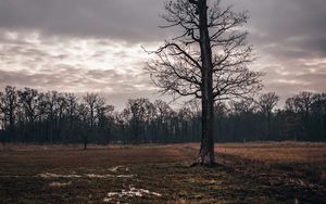 Превью обои поле, дерево, осень, пасмурно, сумерки