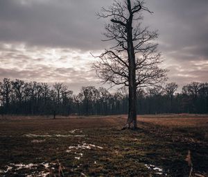 Превью обои поле, дерево, осень, пасмурно, сумерки