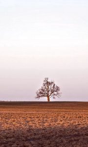 Превью обои поле, дерево, сеновал, амбар