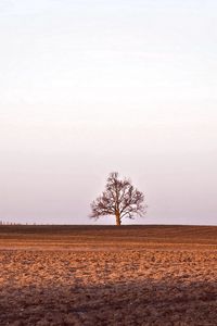 Превью обои поле, дерево, сеновал, амбар