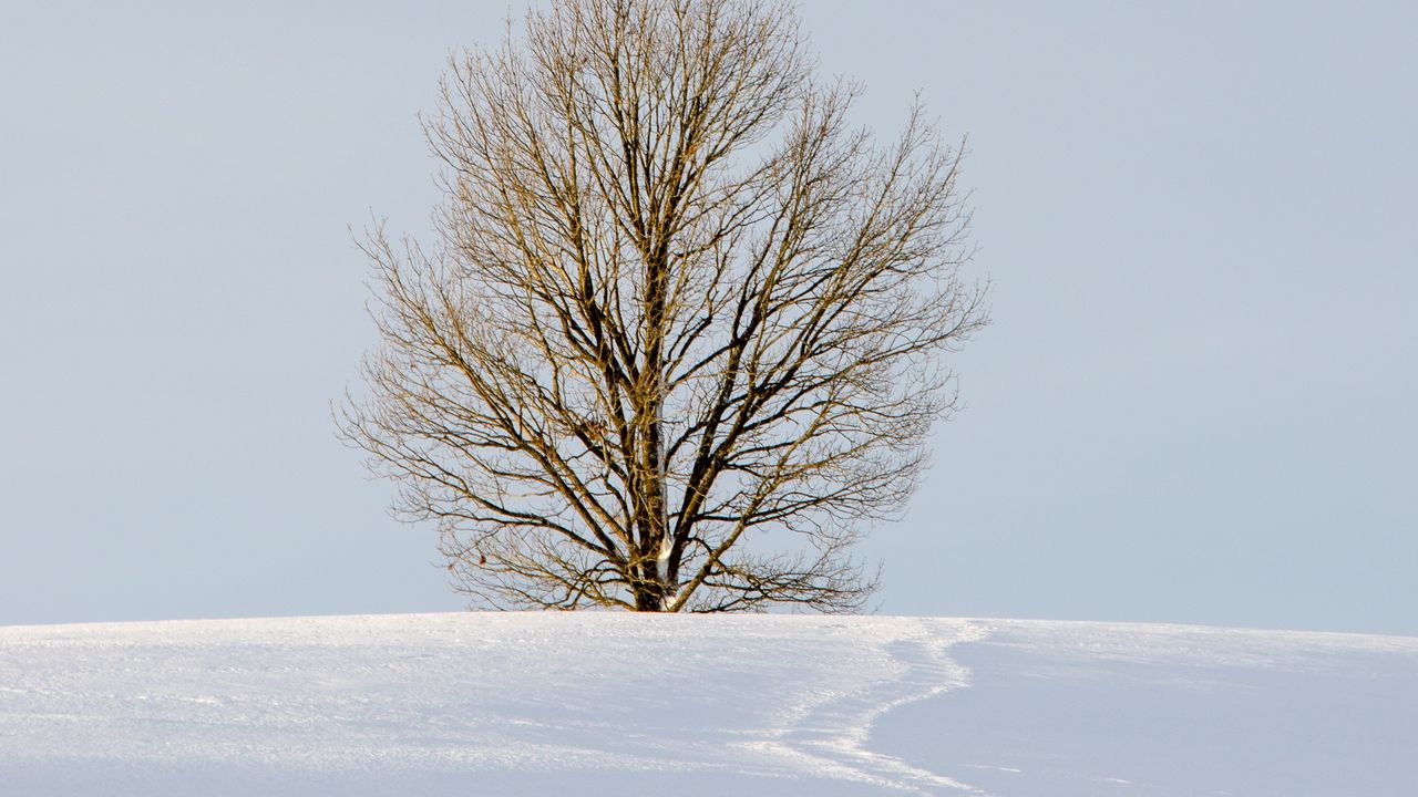 Обои поле, дерево, снег, зима, природа, минимализм