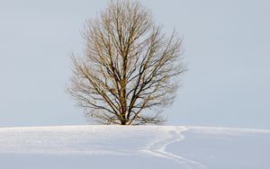 Превью обои поле, дерево, снег, зима, природа, минимализм