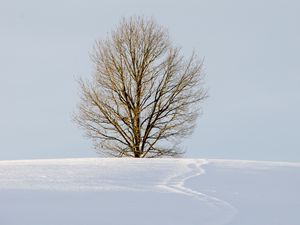 Превью обои поле, дерево, снег, зима, природа, минимализм