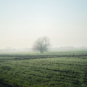 Превью обои поле, дерево, туман, горизонт, природа