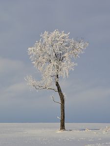 Превью обои поле, дерево, зима