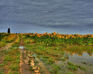 Превью обои поле, дорога, подсолнухи, тучи, пейзаж