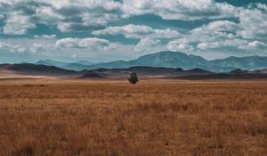 Превью обои поле, горизонт, дерево, одинокий, облака