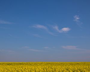 Превью обои поле, горизонт, цветы, небо, желтый, голубой