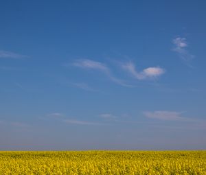 Превью обои поле, горизонт, цветы, небо, желтый, голубой