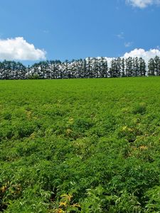 Превью обои поле, хозяйство, культура, деревья, небо, лето, ряд