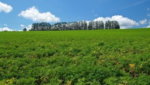 Превью обои поле, хозяйство, культура, деревья, небо, лето, ряд