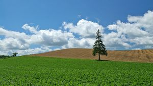 Превью обои поле, хозяйство, культура, дерево, ель