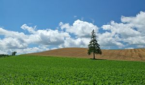 Превью обои поле, хозяйство, культура, дерево, ель