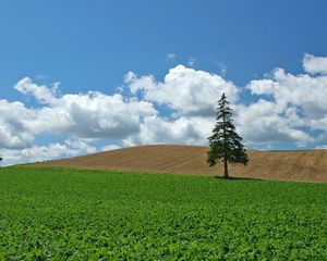 Превью обои поле, хозяйство, культура, дерево, ель