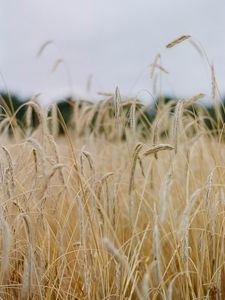 Превью обои поле, колосья, нива, сухой