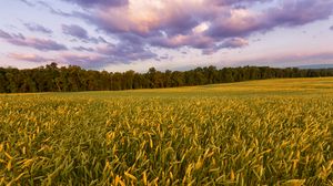 Превью обои поле, колосья, растения, пейзаж