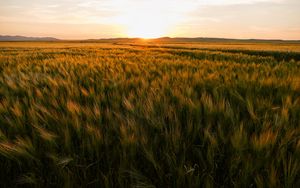 Превью обои поле, колосья, закат, горизонт