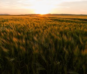 Превью обои поле, колосья, закат, горизонт