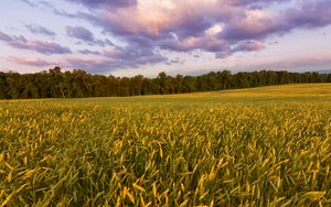 Превью обои поле, колосья, закат, пейзаж, природа