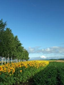 Превью обои поле, культура, хозяйство, подсолнухи, березы