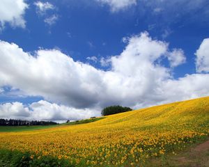 Превью обои поле, культура, хозяйство, подсолнухи, спуск, гора, дорога