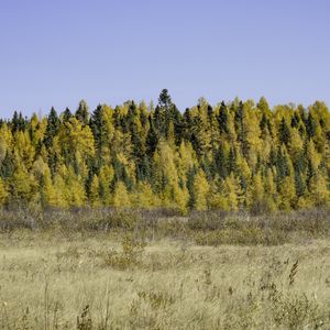 Превью обои поле, лес, осень, природа, желтый