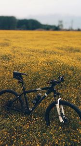 Превью обои поле, луг, трава, велосипед, цветы