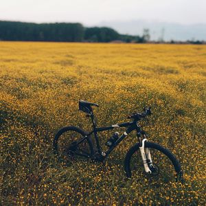 Превью обои поле, луг, трава, велосипед, цветы