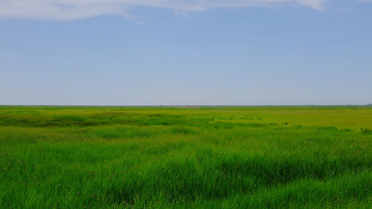 Обои поле, луг, трава, горизонт, пейзаж