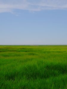 Превью обои поле, луг, трава, горизонт, пейзаж
