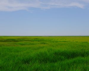 Превью обои поле, луг, трава, горизонт, пейзаж