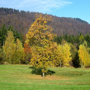 Превью обои поле, осень, трава, деревья