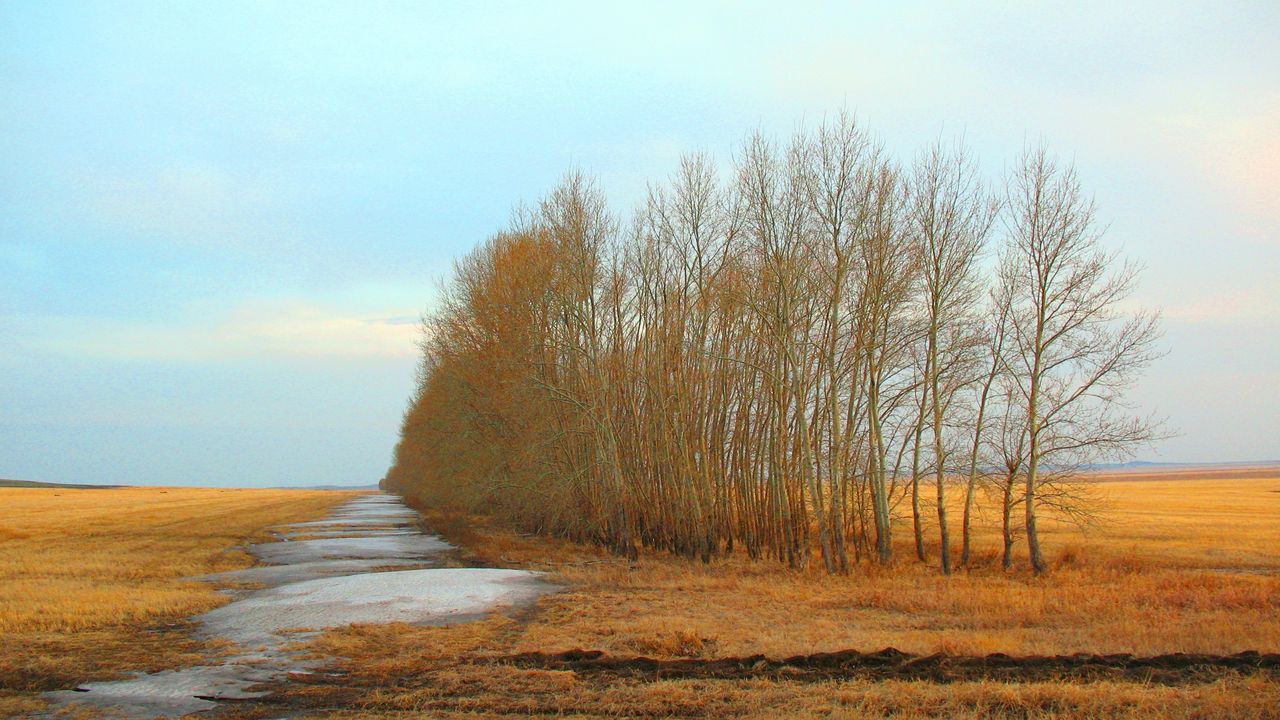 Ранняя Весна в поле