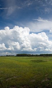 Превью обои поле, пастбище, дерево, просторы, лес