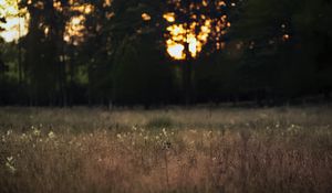 Превью обои поле, пейзаж, трава, деревья, закат